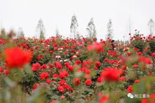 月季花与绣球花的美丽邂逅