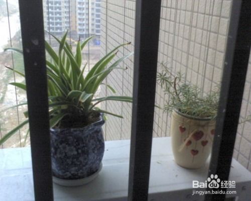 室内养花大全140种，哪些花卉适合净化空气