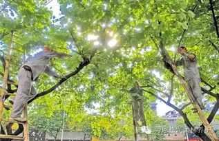 清理工作：绿地的美容师