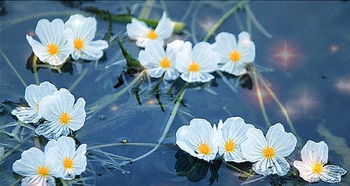 浮萍：吸收重金属元素