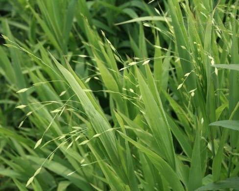 粉黛乱子草：网红植物的传奇