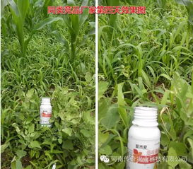除草效果真神奇