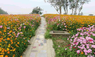 2025年青海生态监测显示， 科学选种使高原花卉成活率从35%跃升至92%