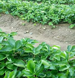 二、 48%氟乐灵乳油：广谱除草，效果显著