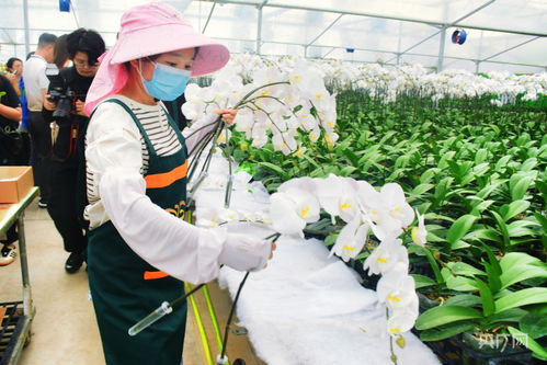 兰花摆放的艺术