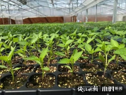 先说说 得kan阳台朝向