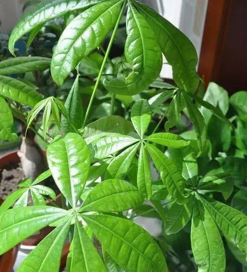 紧急救援大作战