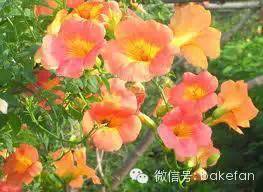 凌霄花：墙体降温专家