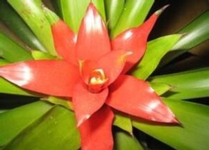 花叶锦带修剪Zui佳季节揭秘