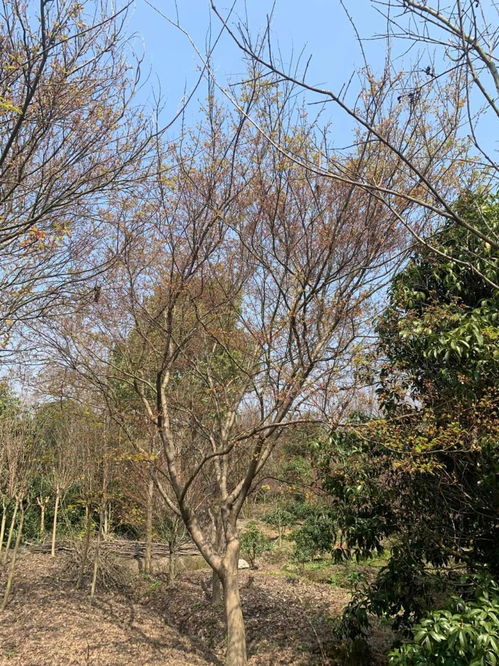 鸡爪槭的采购指南