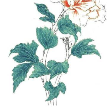 如何帮助木槿花恢复