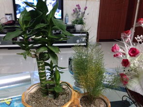 阳台上的小霸王