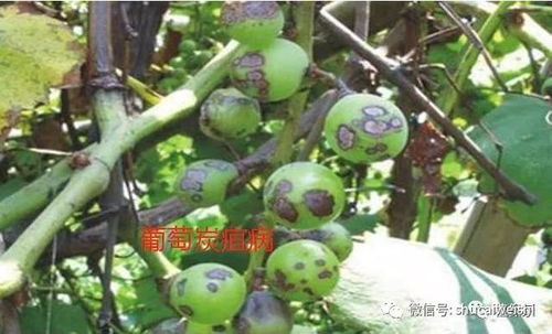 摇钱树发黄，是土壤缺水还是病虫害