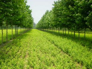 南昌绿植、 苗木种植基地的分布