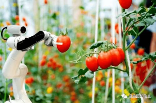 2025年秋季花卉市场：新品种抢眼， 市场趋势多多