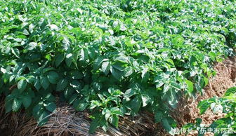 土豆除草剂的选择