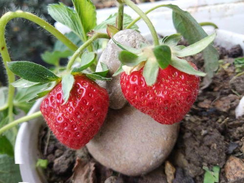 发芽速度大揭秘