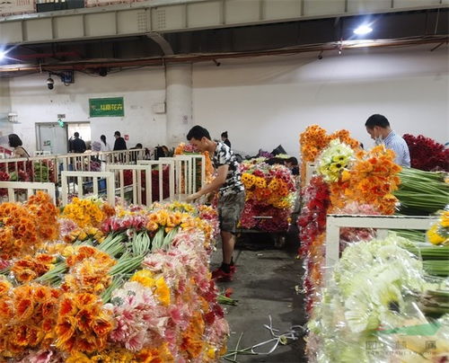 品种创新与时尚引领