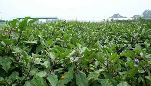 茄子最爱肥料：最佳选择与种植指南