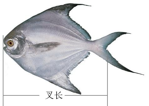 鱼类繁殖技术革新，助力渔业可持续发展