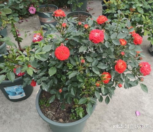 月季花期的重要性