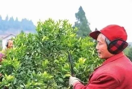 白脉椒草落叶，修剪病叶
