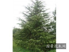 三、广玉兰，美得让人心动