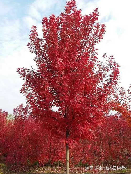 美国红枫的市场行情