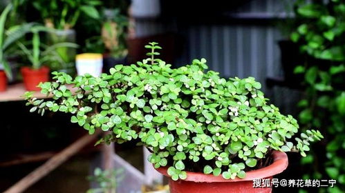 金枝玉叶象征富贵吉祥，家居中可提升财运和家运