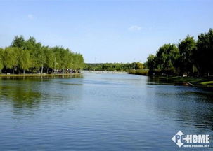 鱼塘里的植物大揭秘：既是清洁工又是小帮手