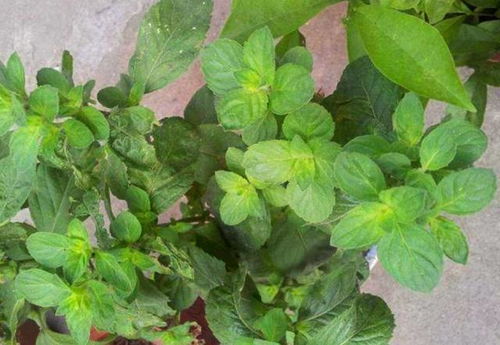 阳台鱼香菜怎么种植？适合在室内养护吗
