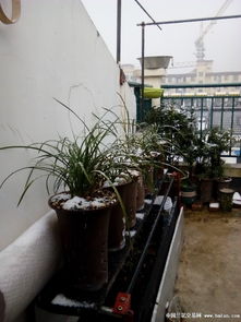 攀爬玫瑰树：耐晒好养