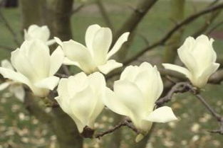 白玉兰树价格昂贵的原因揭秘