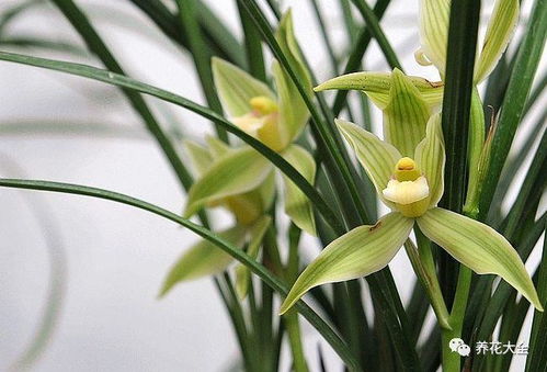 兰花服盆期必看！浇水技巧，养花必备！