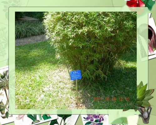 一、花卉植物篇