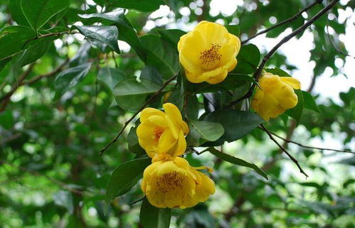 金花茶干叶原因揭秘，爆款花卉养护攻略