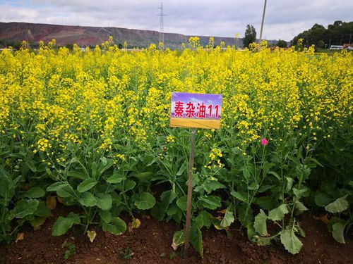 华油杂50油菜：新型油菜品种