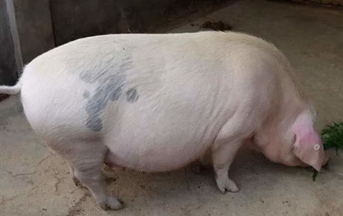 怀孕母猪可以用头孢吗？安全吗