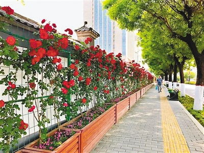 西站大街的美丽绽放