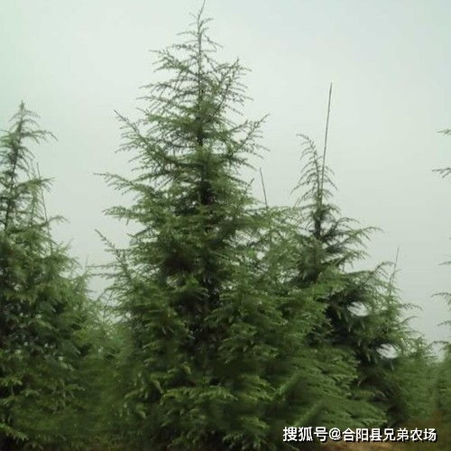 购买3米雪松，你需要知道这些