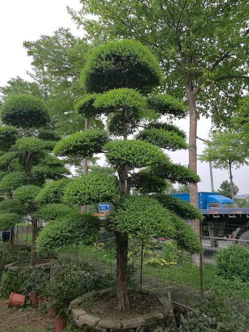 小叶女贞种植方法是什么？如何确保其成活率高