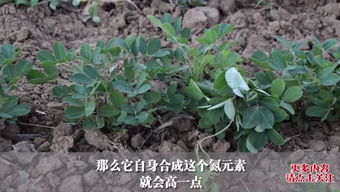 花生种植控旺阶段揭秘