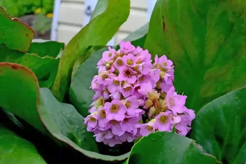 五颜六色的花朵