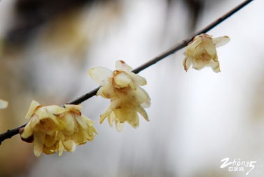 腊梅：寒梅傲骨， 花香四溢