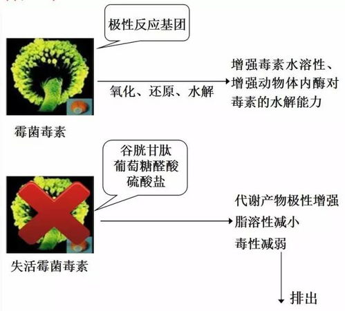 全球霉菌毒素风险汇总，您所在区域风险几何