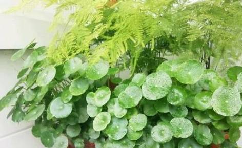 柳树叶子的颜色变化