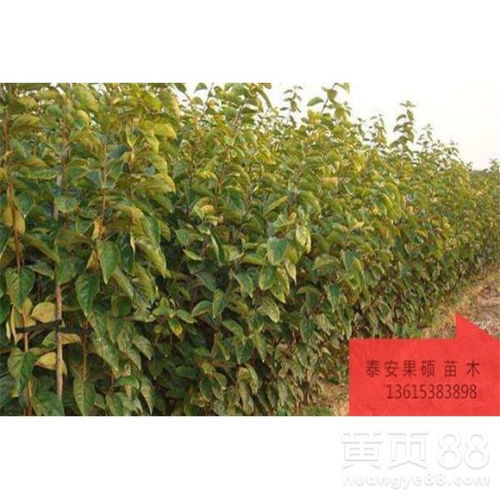 樱桃种子种植前的准备工作