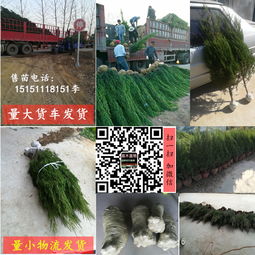 柏树的价格， 影响因素可多了去了