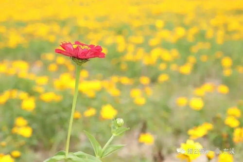 菊花色彩斑斓，你可知它还有哪些独特之处