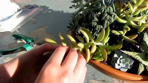 选品策略：针对不同品种，采用不同方法